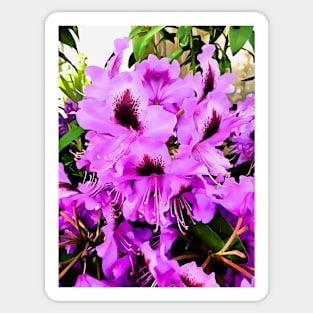 The Rhododendron Sticker